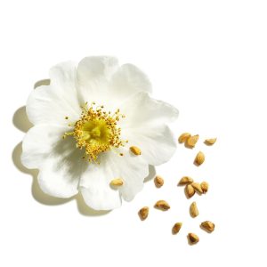 3666057237164 - Clarins 娇韵诗 凝亮护唇膏 #05 Cherry