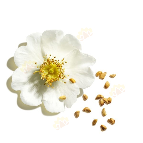 3666057237164 - Clarins 娇韵诗 凝亮护唇膏 #05 Cherry